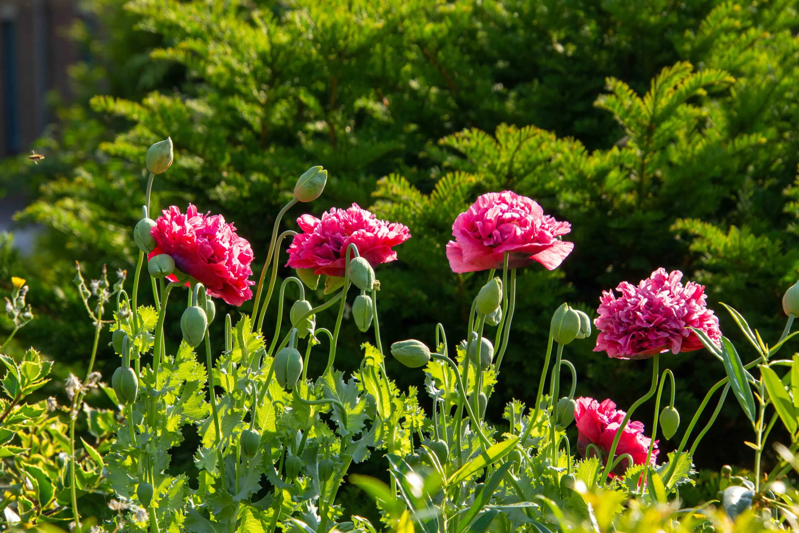 BB 4599 WebP